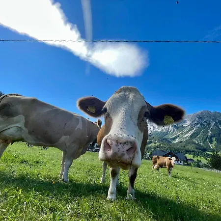 Otel Moeslehnerhof Ramsau am Dachstein