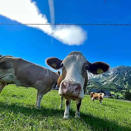 Möslehnerhof Hotel Ramsau am Dachstein