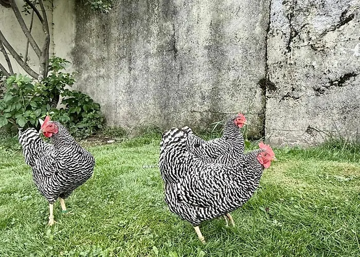 Moeslehnerhof Hotel Ramsau am Dachstein